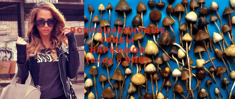 mega как зайти  Нерчинск  Псилоцибиновые грибы MAGIC MUSHROOMS 